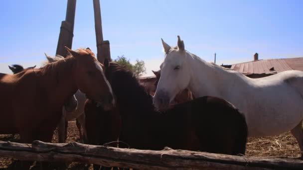 Hästar står i ett bås i en by — Stockvideo