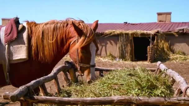 Pferde stehen in einem Stall in einem Dorf — Stockvideo