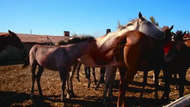 Коні стоять в кабінці в селі — стокове відео