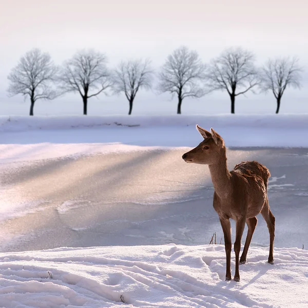 Doe en snwy landschap — Stockfoto