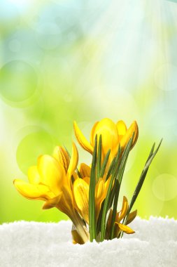 Yellow crocusse clipart