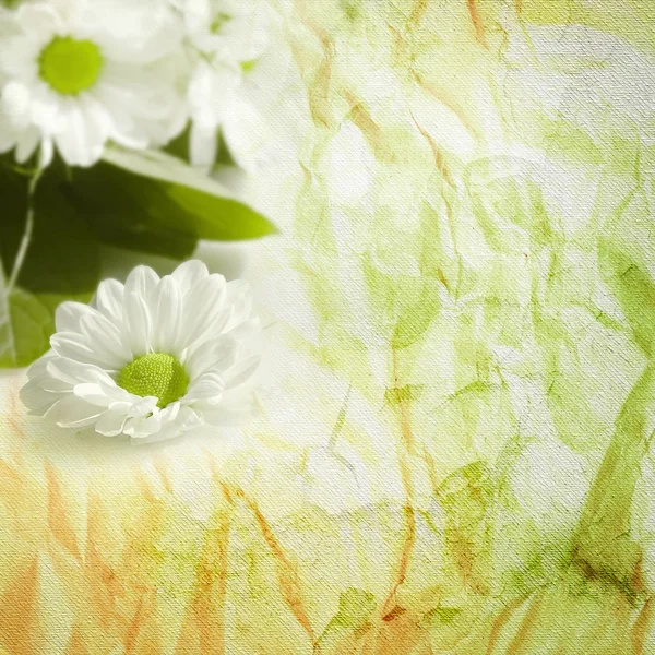 Vita blommor — Stockfoto