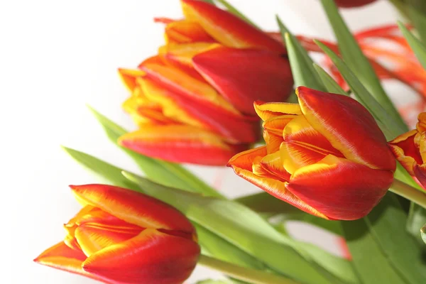 Tulipanes de primavera — Foto de Stock