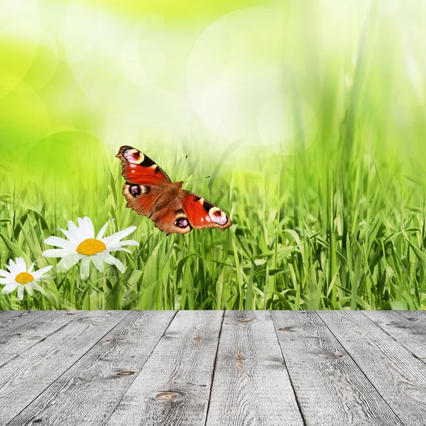 Spring background — Stock Photo, Image