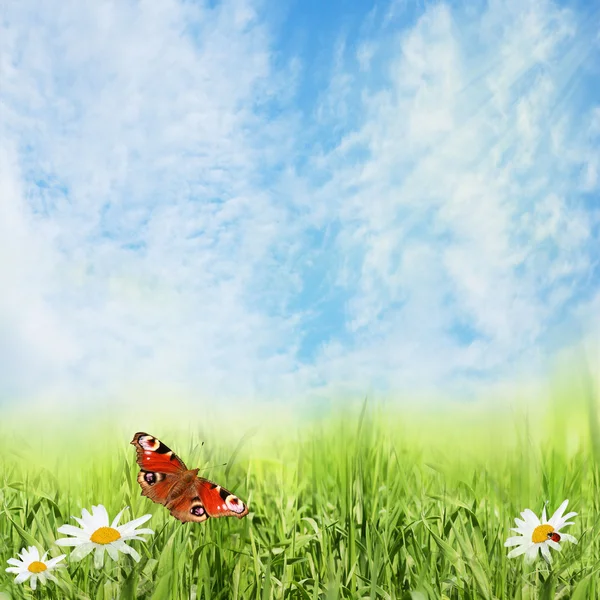 Spring background — Stock Photo, Image