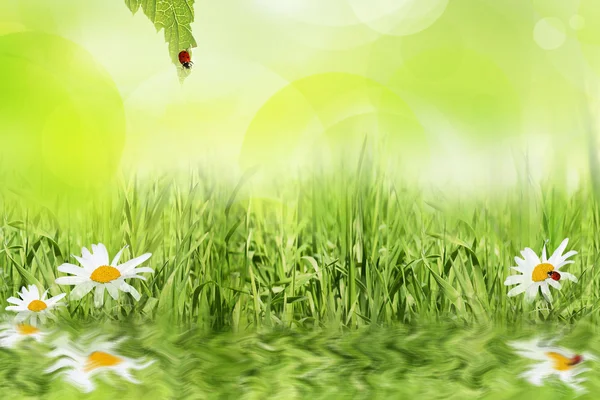 Spring background — Stock Photo, Image