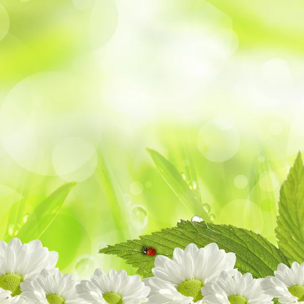 Spring backgrounds Stock Photos, Royalty Free Spring backgrounds Images ...