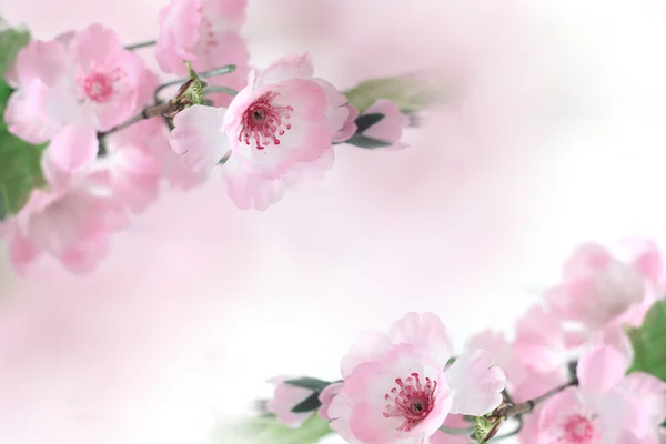 Körsbärsträdet blommar — Stockfoto