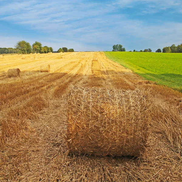 Сільське господарство літній пейзаж, польова пшениця — стокове фото