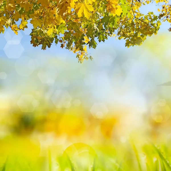 Hintergrund Herbst — Stockfoto