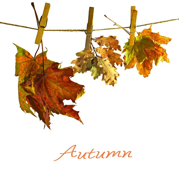 Hintergrund Herbst — Stockfoto