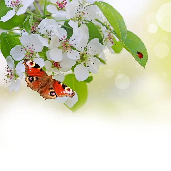 Flores de maçã na primavera — Fotografia de Stock