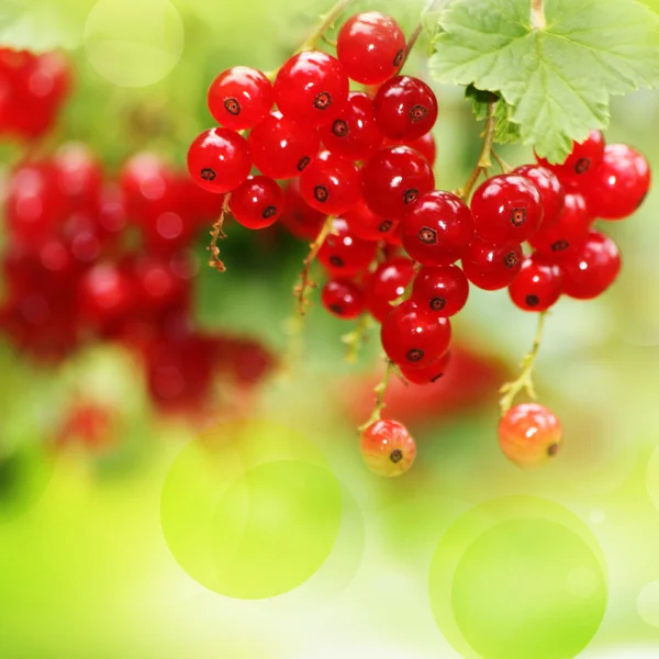 Groseilles rouges dans le jardin — Photo