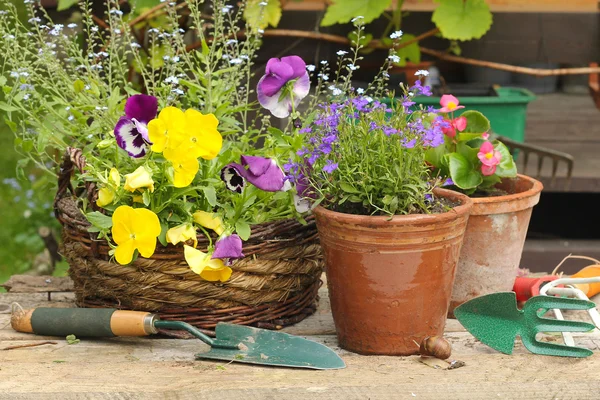 Vårblommor och planteringsmaskiner. — Stockfoto