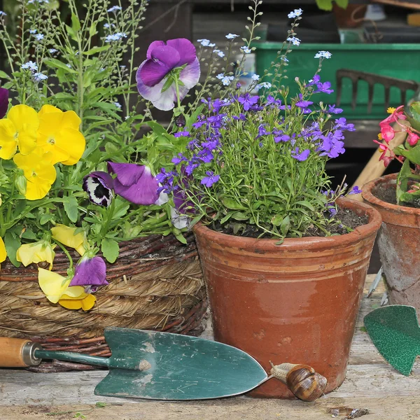 Vårblommor och planteringsmaskiner. — Stockfoto