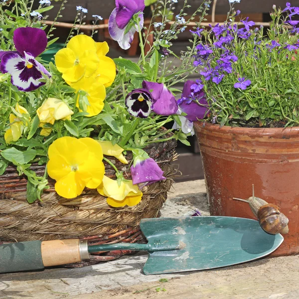 Vårblommor och planteringsmaskiner. — Stockfoto