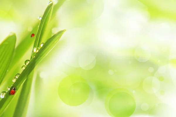 Fresh morning dew on a spring grass — Stock Photo, Image