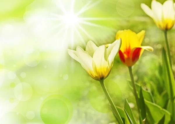Våren trädgård, tulpaner - vackra vårblommor — Stockfoto