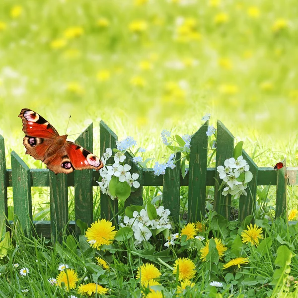 Jaro pozadí, trávy a dřevěný plot — Stock fotografie