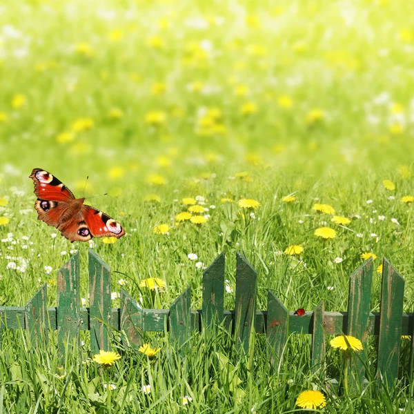 Fondo de primavera, hierba y valla de madera —  Fotos de Stock