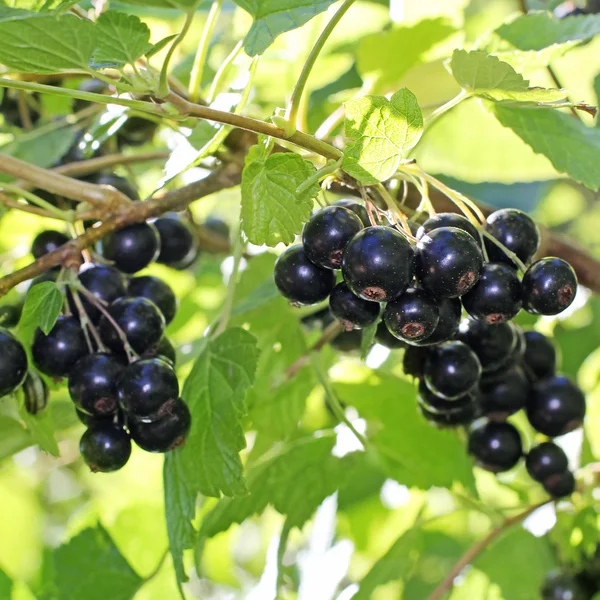 Zwarte bes op een tak in de tuin — Stockfoto