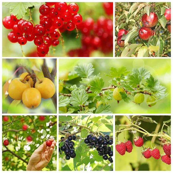 Collage van verschillende vers fruit in de tuin — Stockfoto