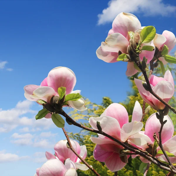 Flor de árbol de magnolia —  Fotos de Stock