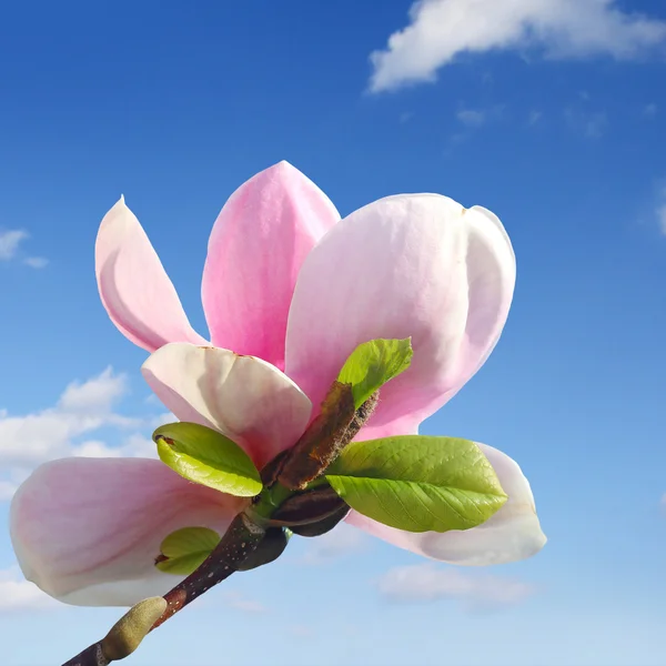 Printemps magnolia fleur sur ciel bleu — Photo