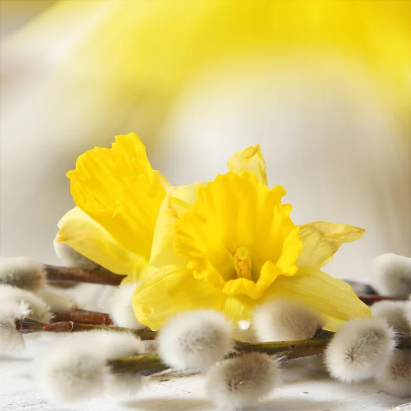 Velikonoční Narcis a pussy willows — Stock fotografie