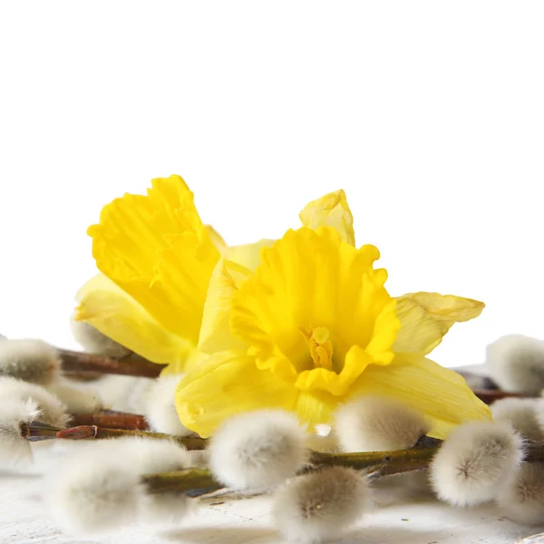 Easter narcissus and pussy willows — Stock Photo, Image