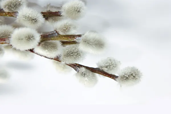 Pussy willow twigs on wood background — Stock Photo, Image