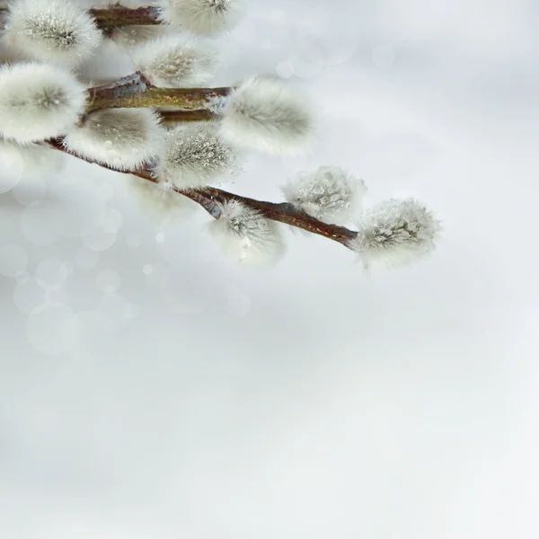 Pussy willow twigs on wood background — Stock Photo, Image