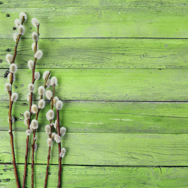 Pussy willow twigs on wood background — Stock Photo, Image