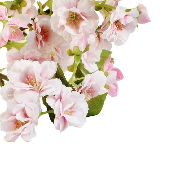 Borde de flor de primavera rosa — Foto de Stock