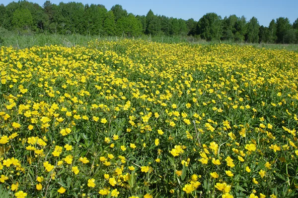 O campo de florescer copos de manteiga amarelos — Fotografia de Stock