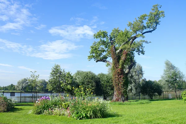 Сад на Ольге — стоковое фото