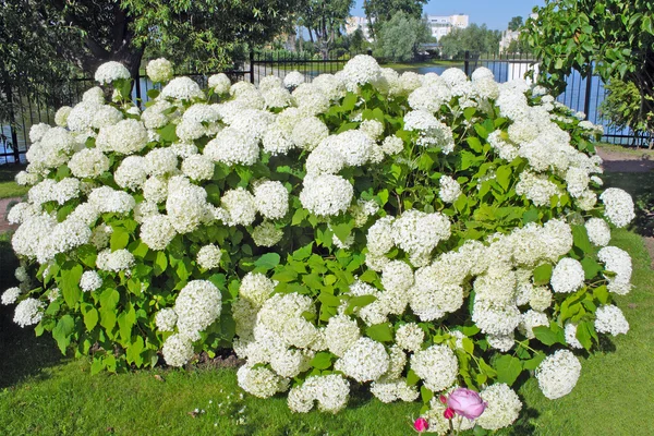 開花低木アジサイ — ストック写真