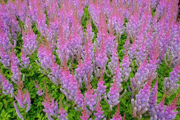 Astilbe chinensis