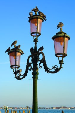 Venedik, güvercinler üzerinde bir elektrik direği