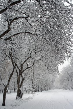 Kış parktaki yaşlı elma ağacı