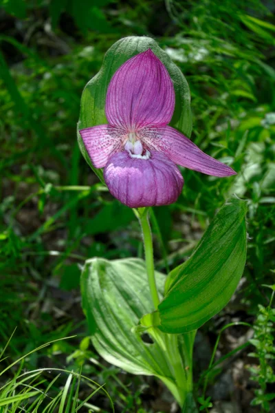 Orchidee cypripedium macranthum — Stockfoto