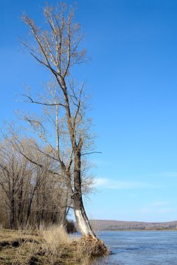 Nehir kıyısında dökülen çiçek açan kavak