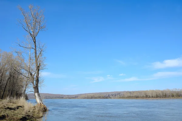 Peuplier en fleurs répandu sur la rive de la rivière — Photo