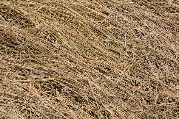 Suché trávy v loňském roce — Stock fotografie