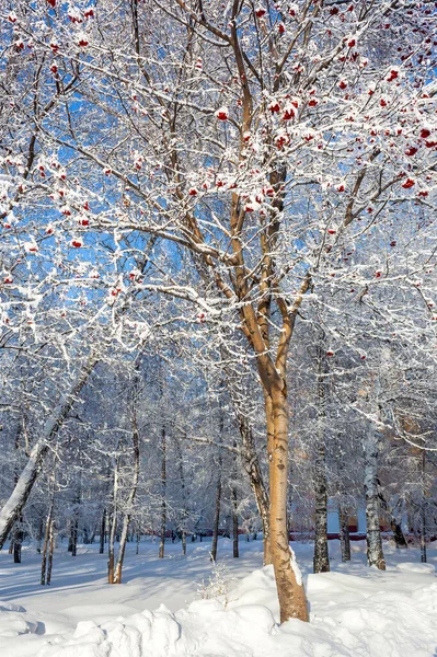 冬季公园里覆满了雪和霜的红色浆果的山灰 — 图库照片