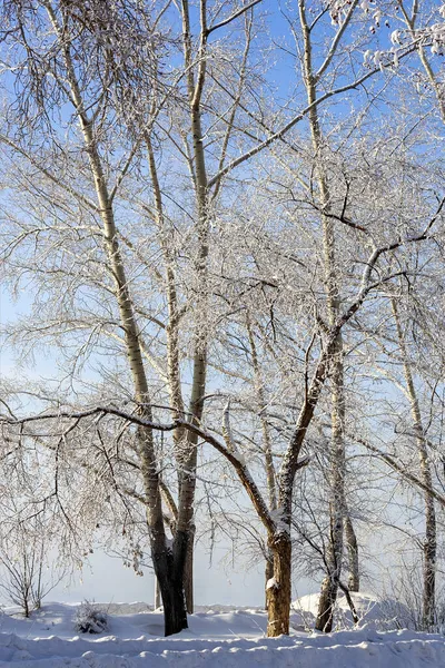 Populieren Bedekt Met Vorst Winter Het Park Aan Oever Van — Stockfoto