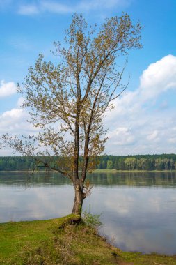 Tom Nehri kıyısında yarı açık tomurcukları olan siyah kavak, Kemerovo bölgesi-Kuzbass