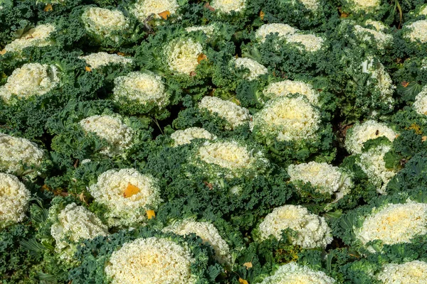 庭の装飾キャベツの大きな頭の密な滑らかなカーペット — ストック写真