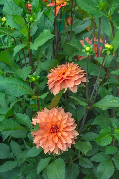 Heldere Grote Dahlia Bloem Goed Verzorgde Tuin Tijdens Bloei — Stockfoto