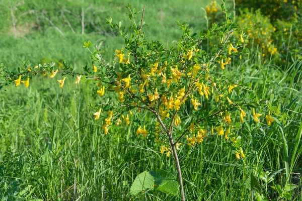 Flowering Bush Siberian Yellow Acacia Caragana Arborescens — Stockfoto